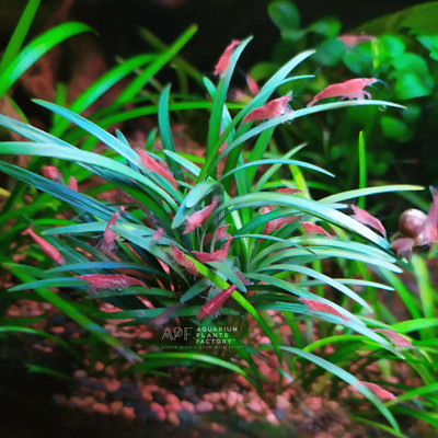 Dwarf Mondo Grass | Aquarium Plants Factory 