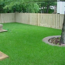 Argentine Bahia Grass Seeds Premium Grade - 2 Lbs.