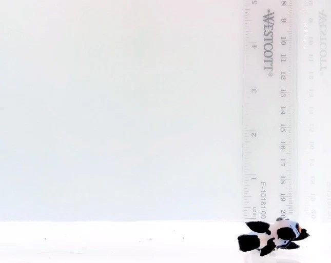 "Par de peces payaso copo de nieve de aleta larga casi WYSIWYG par Vip alta calidad 1,5""-1,75""" Foto 4 de 4