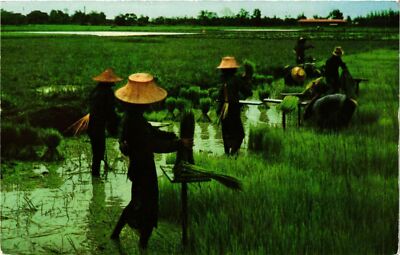 CPM AK THAILAND Nakorn-Chaisri Thailand Entwurzelreis Samen (346151)