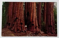 Sequoia National Park California Congress Grove House Group VTG Postcard 1950s