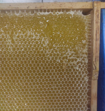 Honig, 3 x 500g Glas Akazienhonig Ernte 2025,  aus Deutscher Hobbyimkerei