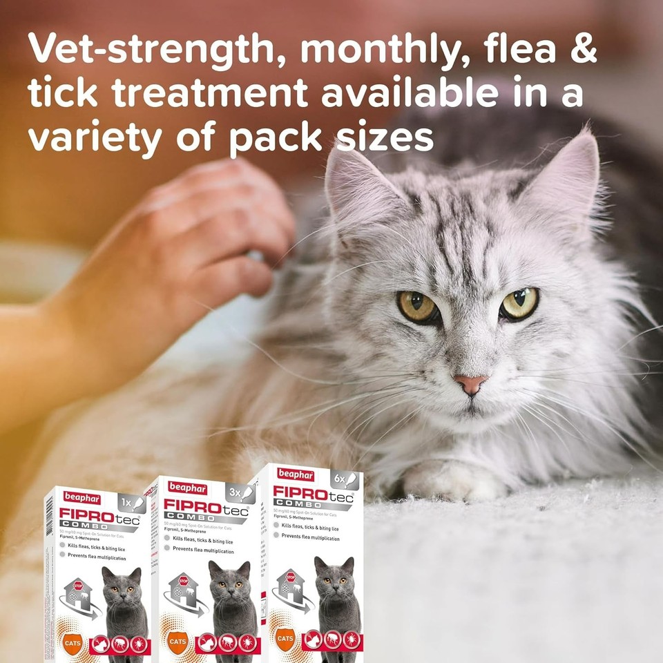 Snapshot of Flea Control For Indoor Cats With Eggs Present On Fur
