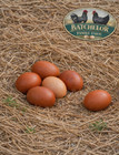18 Rhode Island Red Hatching Eggs-Pure-bred-Incubate now for Fall laying hens — photo 6