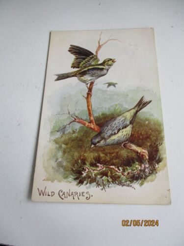 Wild Canaries, Vintage Tuck Oilette 9475, Prize Canaries - Afbeelding 1 van 2