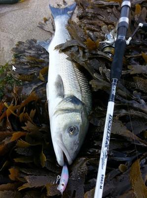Slash stick pencil lure 16g 90 cm  great casting lure with nose vane  by rapture