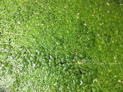1000+ Live Duckweed Lemnoideae Indoor Clean Grown Aquarium Buy 2 Get 1