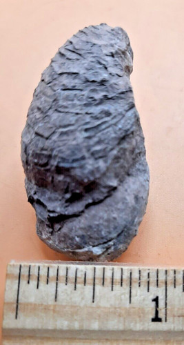 Fossil MUSCLE on GASTROPOD from Payson Arizona