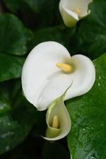 2x Arum Lily Flowers - Pretty White Garden Perennial