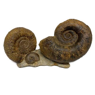 16 lbs, Rare Ammonite Fossils, piece mounted