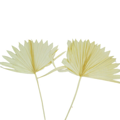 Palm Sun 5 Stück trocken stabilisiert Blumenkomposition Vitrine