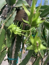 7  Dragon fruit cuttings from 8 - 12 inches long. Please read the description