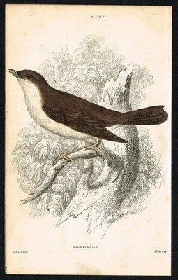 Common Nightingale Bird 1840 Antique Hand-Colored Engraving Jardine Ornithology
