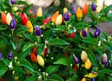 BOLIVIAN RAINBOW CHILLI SEEDS 20 SEEDS ORNAMENTAL CHILI PEPPERS SPICY CHILI