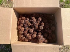 200 Sweet Gum Tree Balls - Arts & Crafts - Recently Fallen