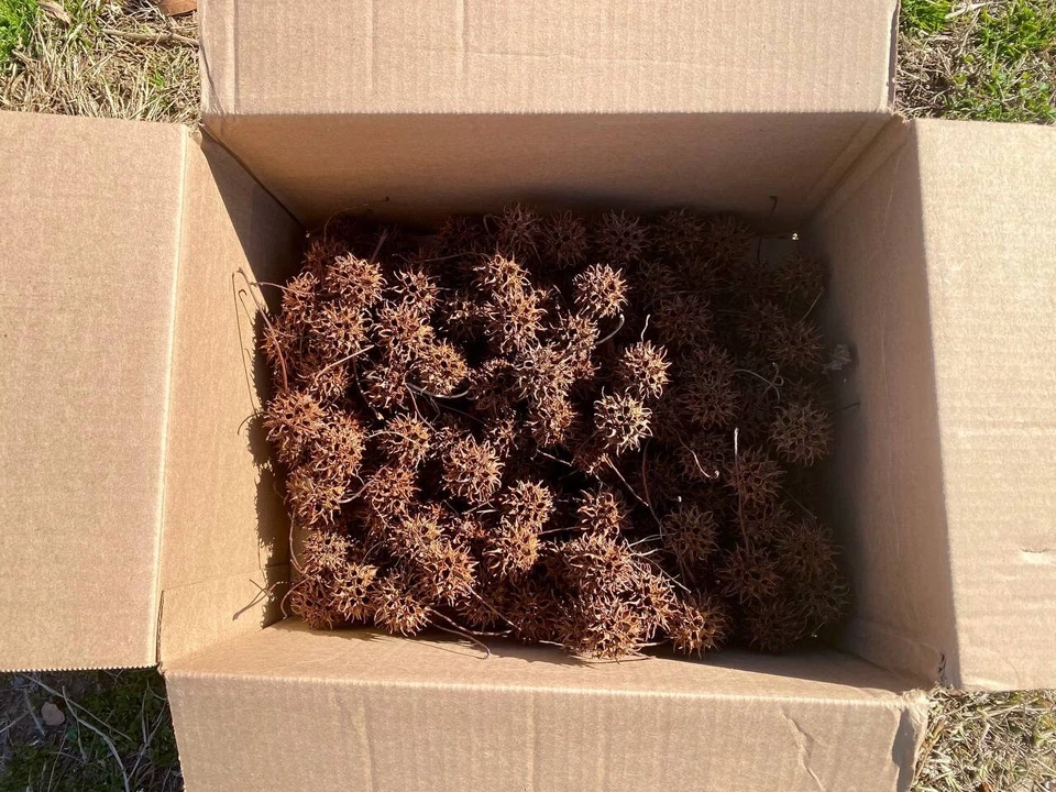 200 Sweet Gum Tree Balls - Arts & Crafts - Recently Fallen