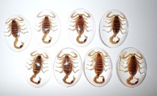 Golden Scorpion Specimen Lucite Cabochon Oval 30x40 mm Clear 1 to 100 pcs