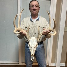 Perfect 133 main frame 8 Wild Whitetail Deer Antler Horn European skull shed