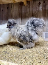 PURE Silkie Hatching Eggs (6+)