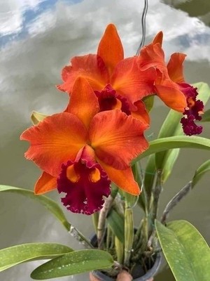 Cattleya Orchid Dark Orange Flower Bulbs Imported Garden Pack of 2