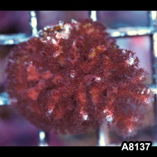 Item#A8137LP8137(S) WYSIWYG Cultured Seriatopora Caliendrum Frag