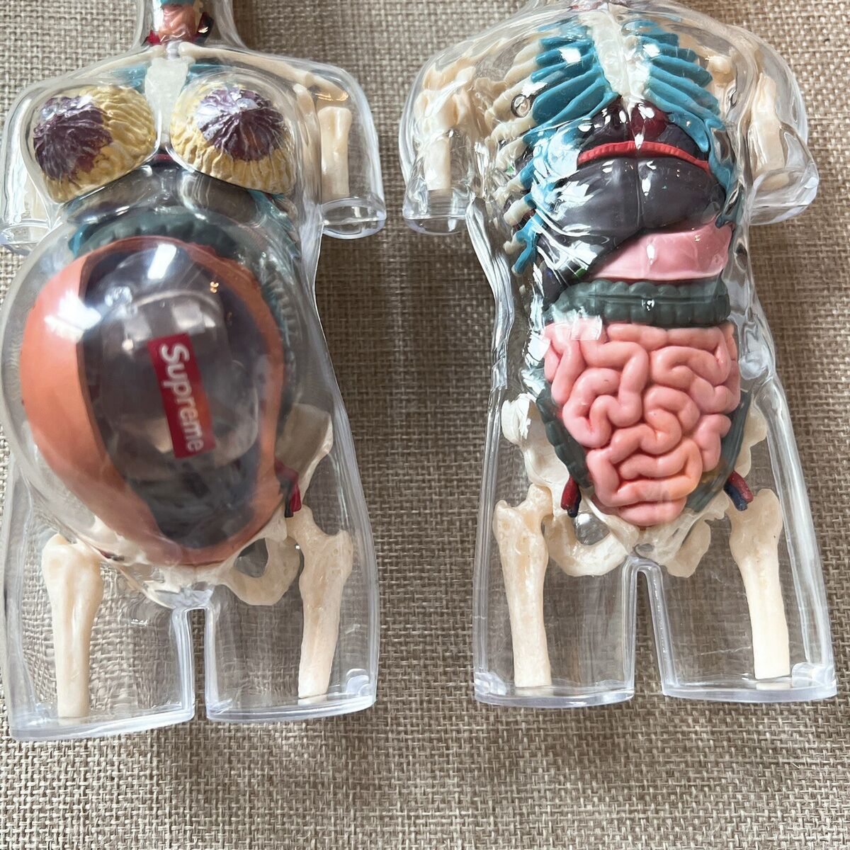 ☆Pre owned☆ Supreme Male& Female Transparent Torso Anatomy ☆Pre owned☆ Supreme Male& Female Transparent Torso Anatomy
