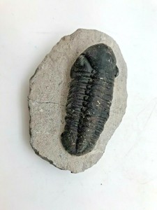 古代化石三叶虫 416 358 万岁 Ft1 Ebay