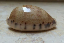 F Cypraea erronea quinquefasciata red sea shell Large Specimen 58.9 mm F +++