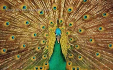 Chinese 100% real natural silk thread,su hand embroidery kits:peacock 12.5"