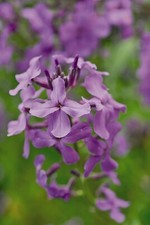 Hesperis Matronalis Hardy Biennial Garden Plant Flowers 1 or 2