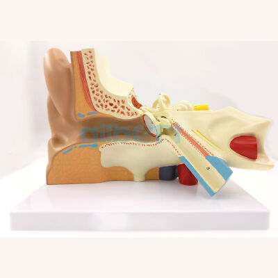 3 Part Human Ear Anatomy Medical Model Teaching Aid with Removable Sections #D8