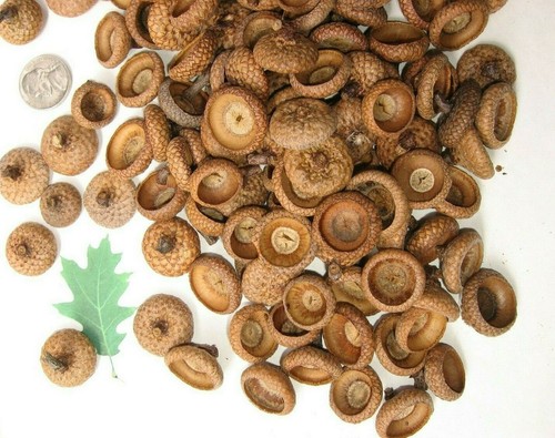 150 Natural Red Oak Acorn caps. APPROX. SIZE NICKLE & LESS - Clean. Grade A - Picture 2 of 3