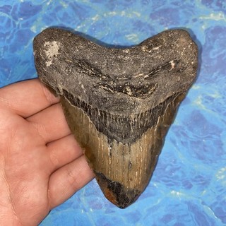 MEGALODON SHARK TOOTH 4.63” HUGE TEETH MEG SCUBA DIVER DIRECT FOSSIL NC 2556