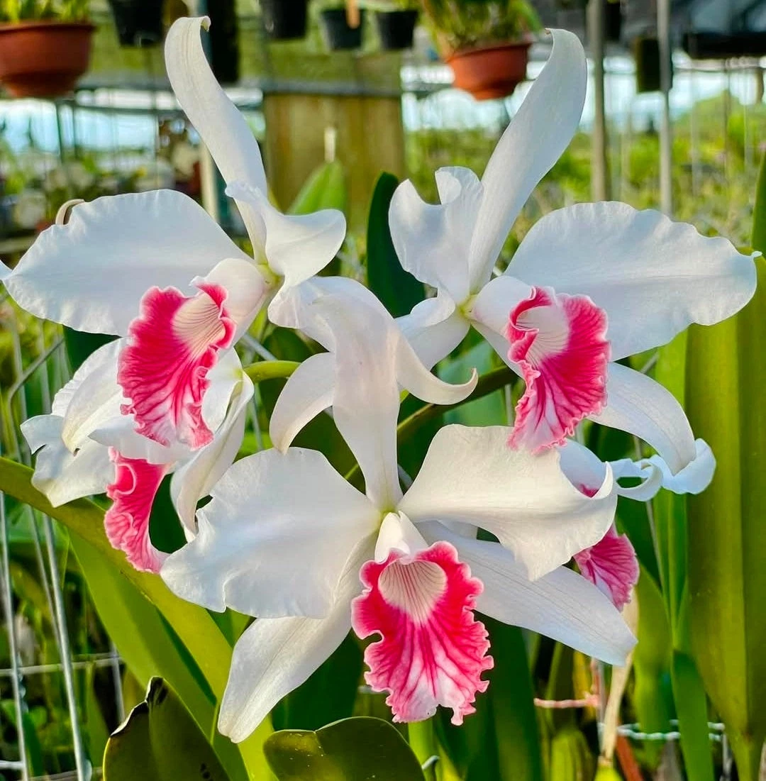 25+ Cattleya Tropical Orchids for sale | Updated Oct 2026