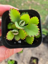 Mother of Thousands Succulent – Kalanchoe daigremontiana – Live Plant in 2" Pot