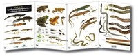 Guide To The Reptiles And Amphibians Of Britain And Ireland | Peter Roberts