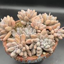 Succulents live plant Home Decor Rare Succulent Pachyphytum Angel Fingers 6” 105