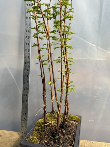 5 Dawn Redwood  - Bonsai - Forest Planting - Picture 4 of 6