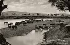 ethiopia, Awash River with Cattle (1950s) RPPC Postcard
