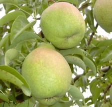 Köstliche von Charneux Herbstbirne Birnenbaum Säulenbaum Buschbaum Halbstamm