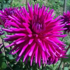 1  PURPLE GEM Cactus Dahlia Bulb Tuber Clump  * QUILLED PEDALS * Spring Shipping