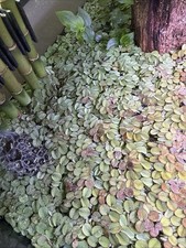 Salvinia Minima Live Aquarium And Pond Floating Plant