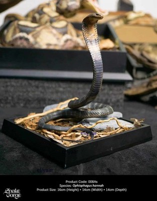SnakeGorge Ophiophagus Hannah Snake Resin Figurines Limited Animal Model Statues