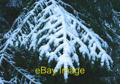 Foto 6x4 Schnee auf Ästen Fochabers Ein Nadelbaumzweig beschwert von Rec c2007