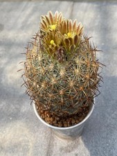 Succulent Plant  Echinomastus laui seedgrowth Garden DécorBoutique