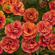 6 Trailing Calibrachoa Double Orange  Million Bells Basket  Plug Plants