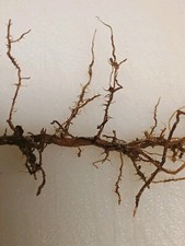 1 Tall Bamboo Root 3" Starter Plant It Now Organic All Season Fast Tiki Fence