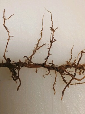 12 Tall Bamboo Roots 3'' Start Root Plant Now Air Purify Privacy Fence Fast Grow