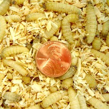 Live Waxworms 250 Counts, by Gimminy Crickets  Worms