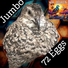 72 Jumbo Coturnix Quail Fertile Hatching Eggs, NPIP Certified Game Farm